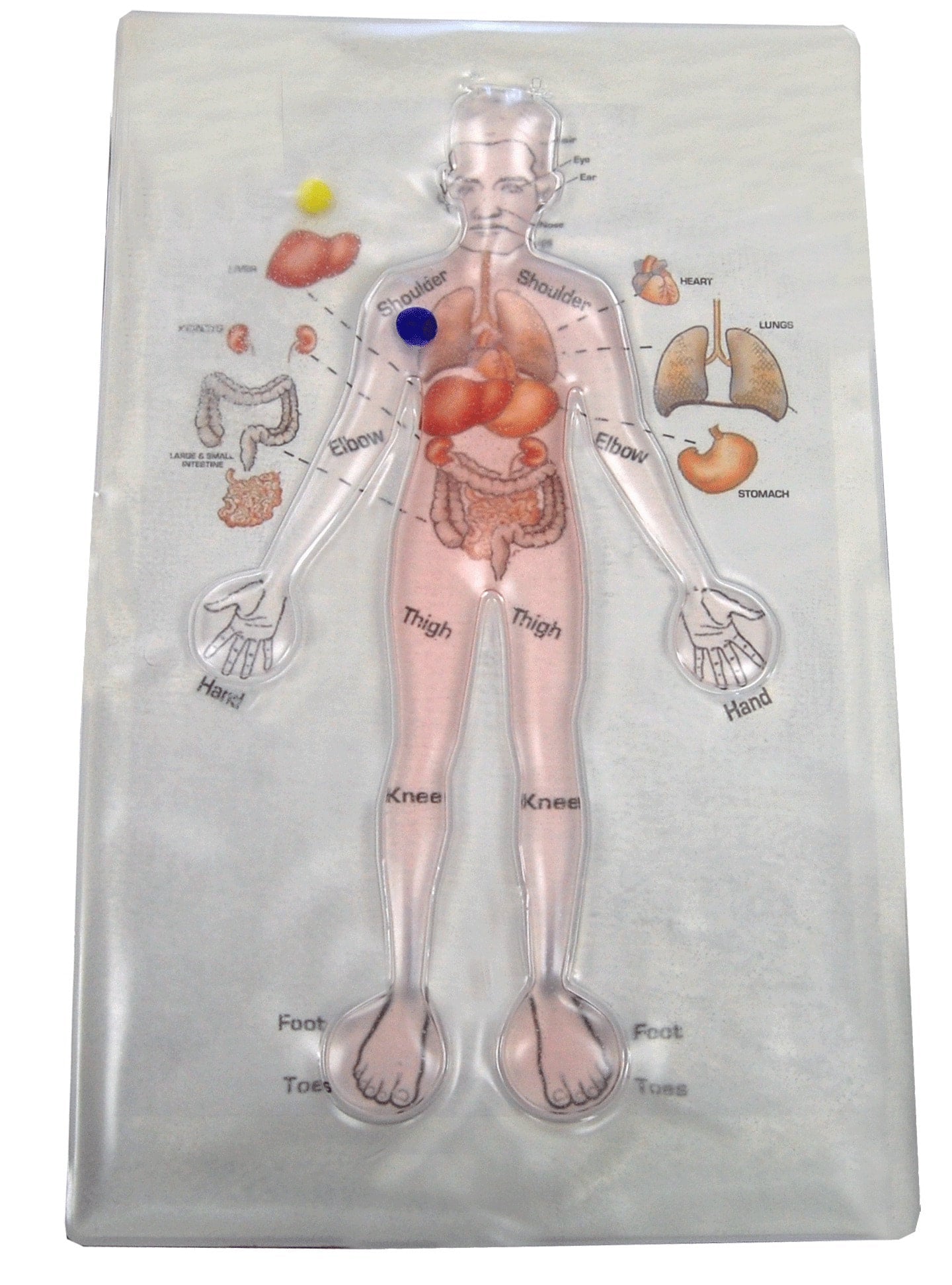 Human Anatomy Gel Maze