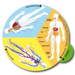 Taula Humancat - Human Body Wheel